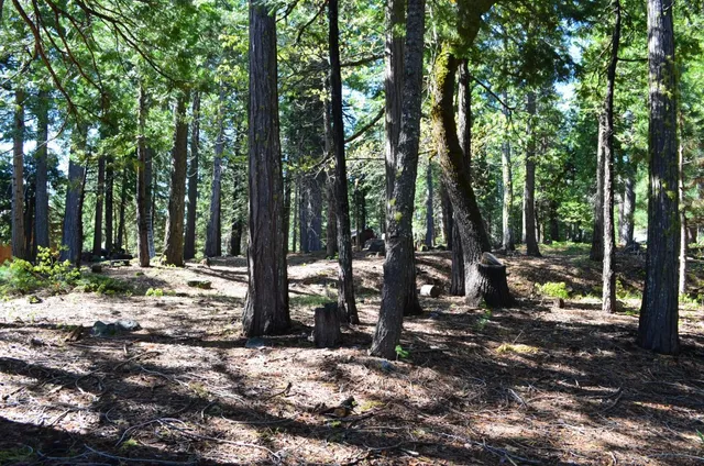 a view of a yard with large trees