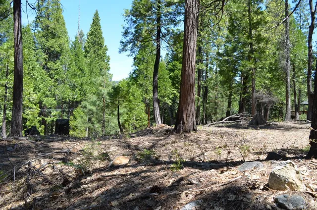 a view of a tree in the middle of a yard