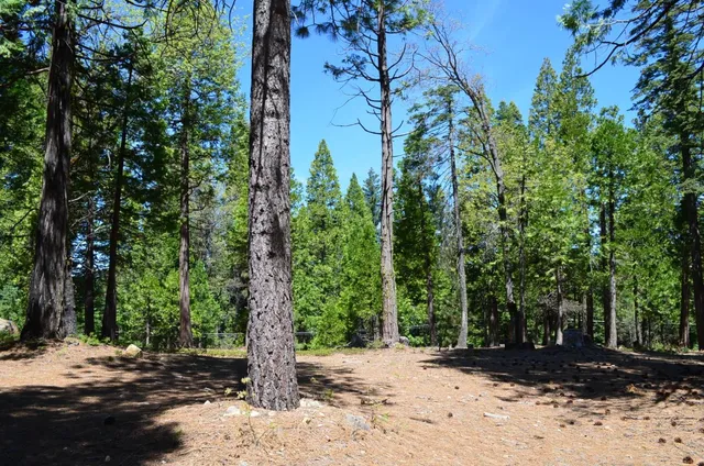 a view of a yard with plants and trees