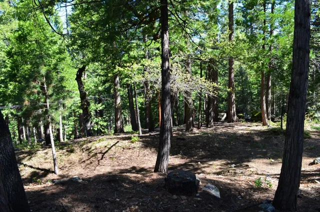 a view of a tree in the middle of a forest