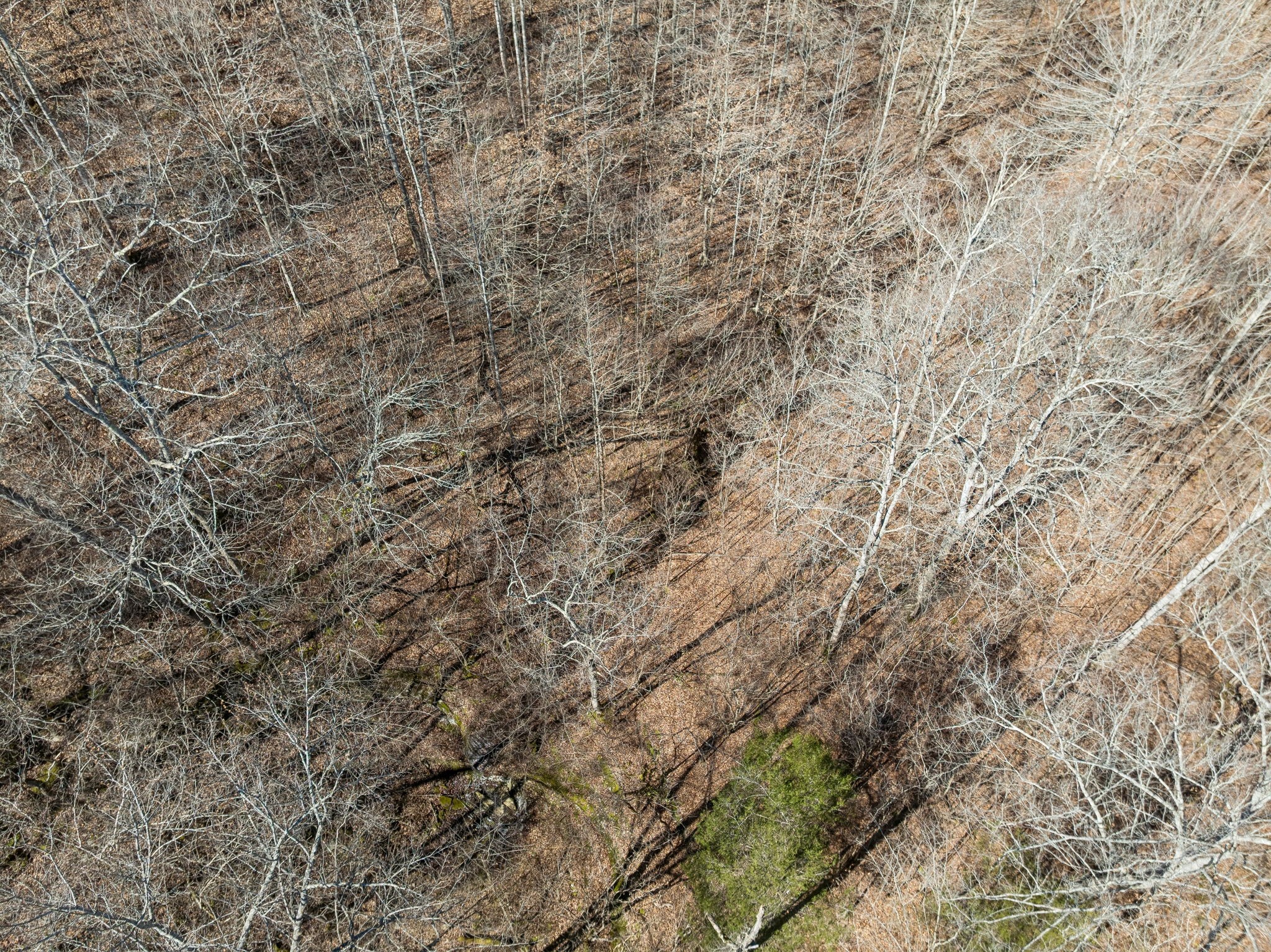 0 Hurricane Creek Road Linden, TN 37096 - Photo 13 of 20