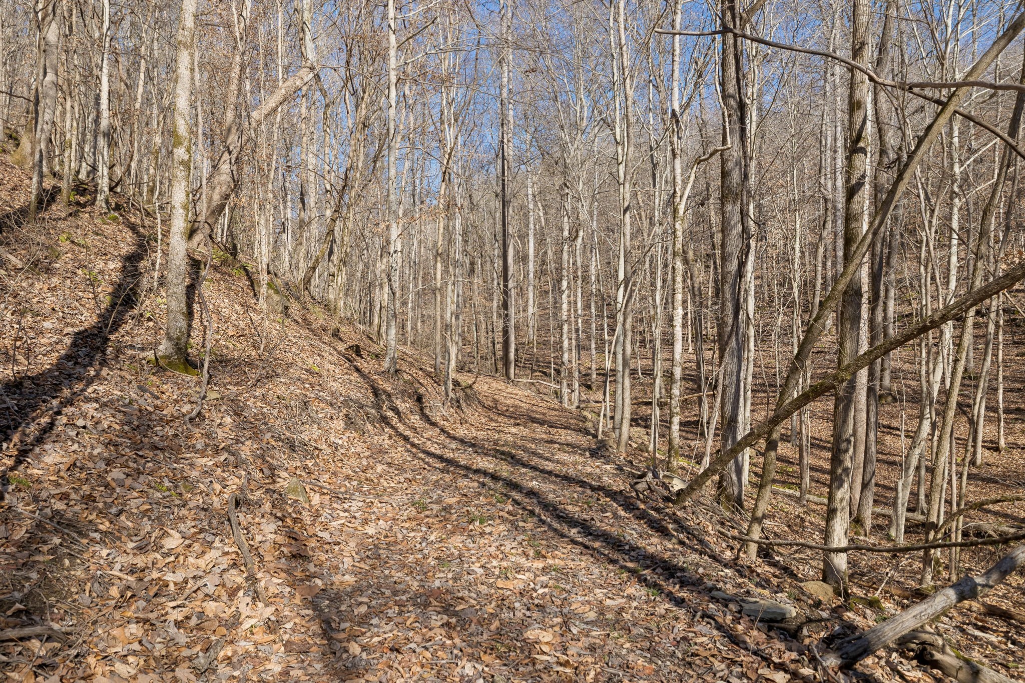0 Hurricane Creek Road Linden, TN 37096 - Photo 14 of 20