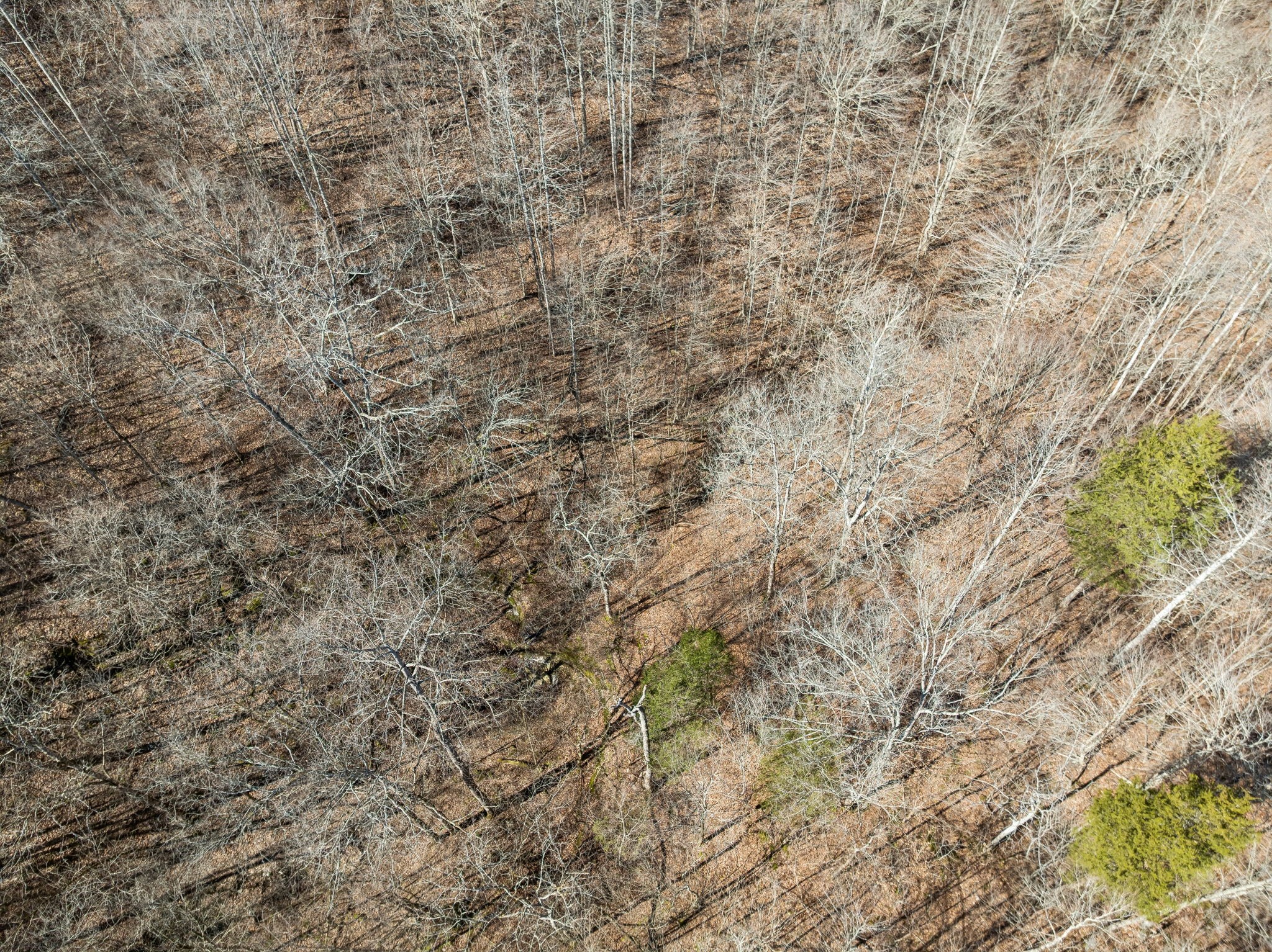 0 Hurricane Creek Road Linden, TN 37096 - Photo 15 of 20