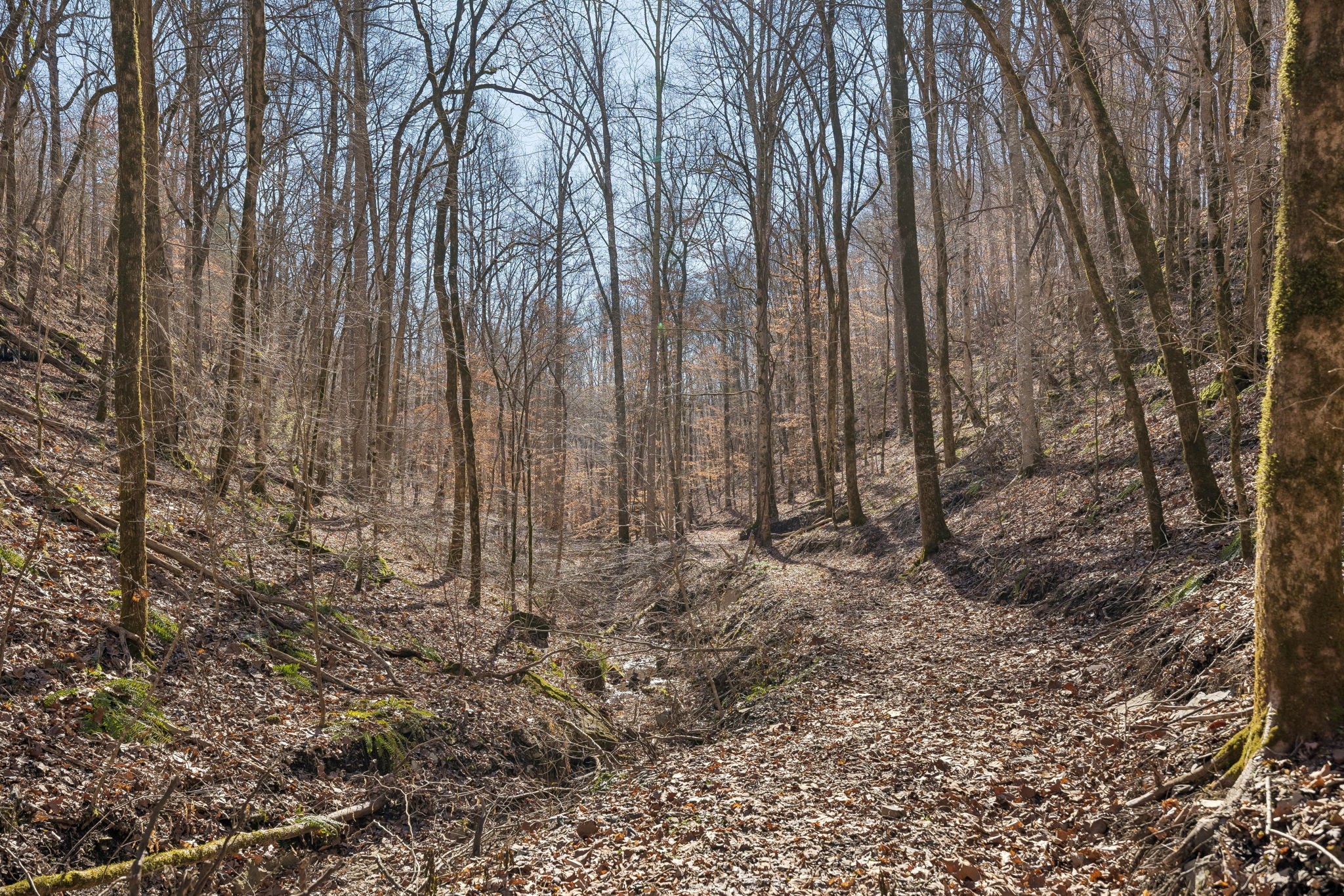 0 Hurricane Creek Road Linden, TN 37096 - Photo 16 of 20