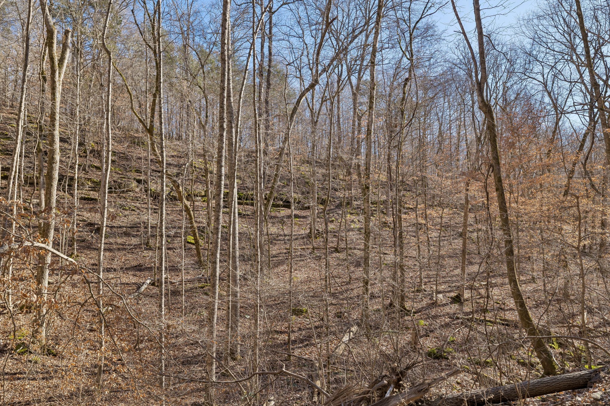 0 Hurricane Creek Road Linden, TN 37096 - Photo 17 of 20