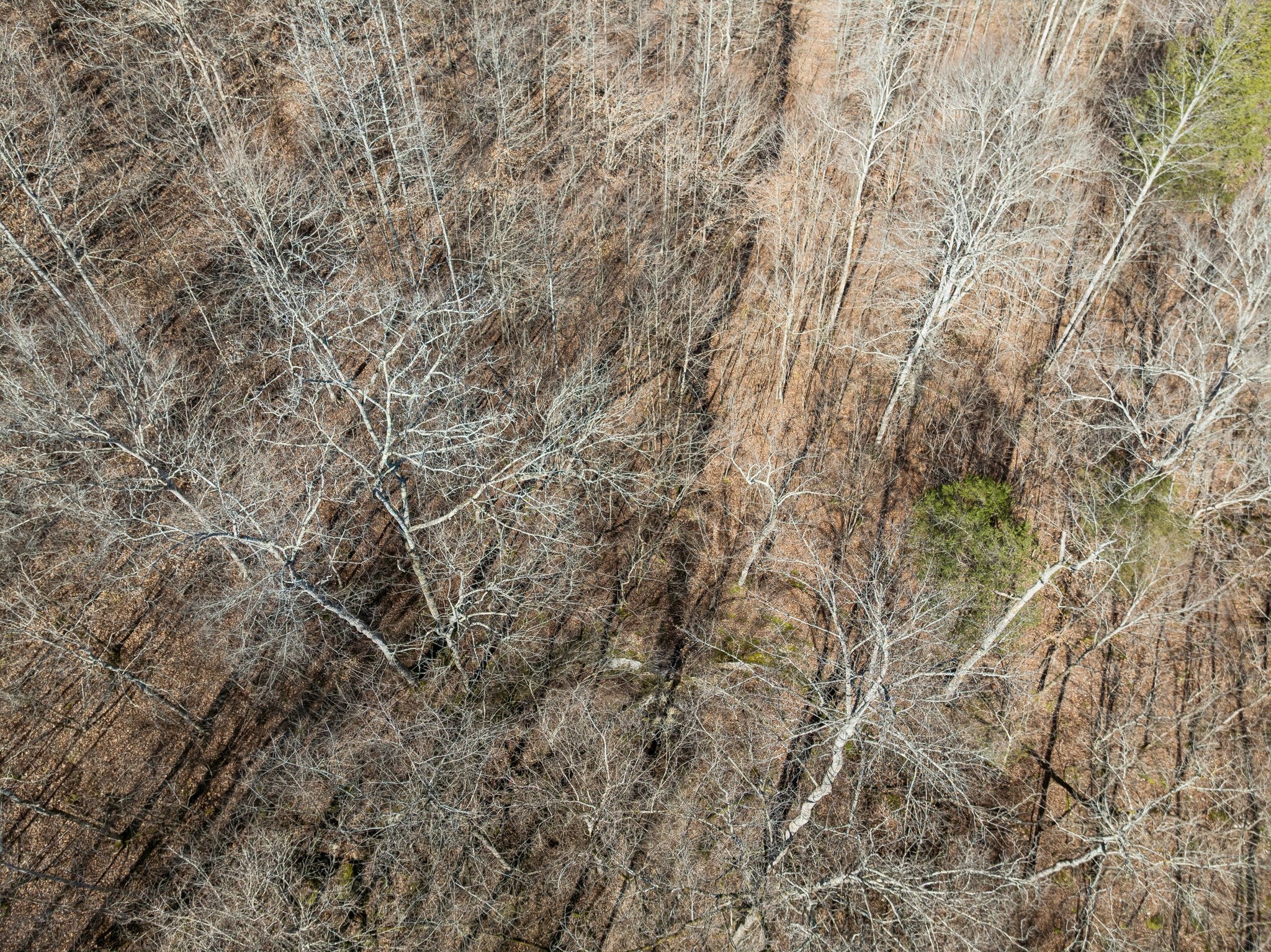 0 Hurricane Creek Road Linden, TN 37096 - Photo 19 of 20