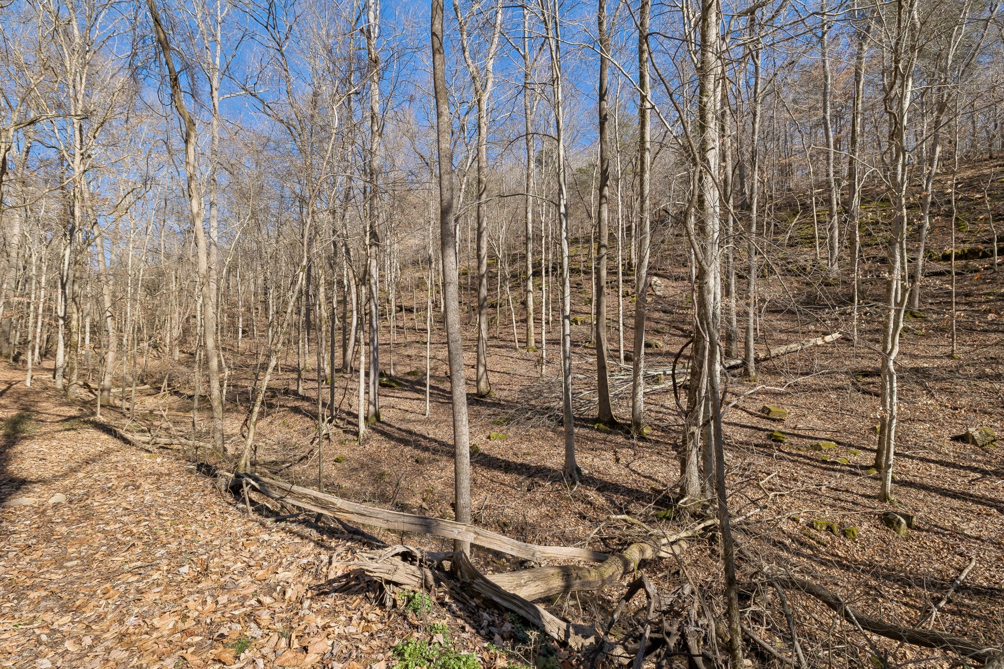 0 Hurricane Creek Road Linden, TN 37096 - Photo 4 of 20