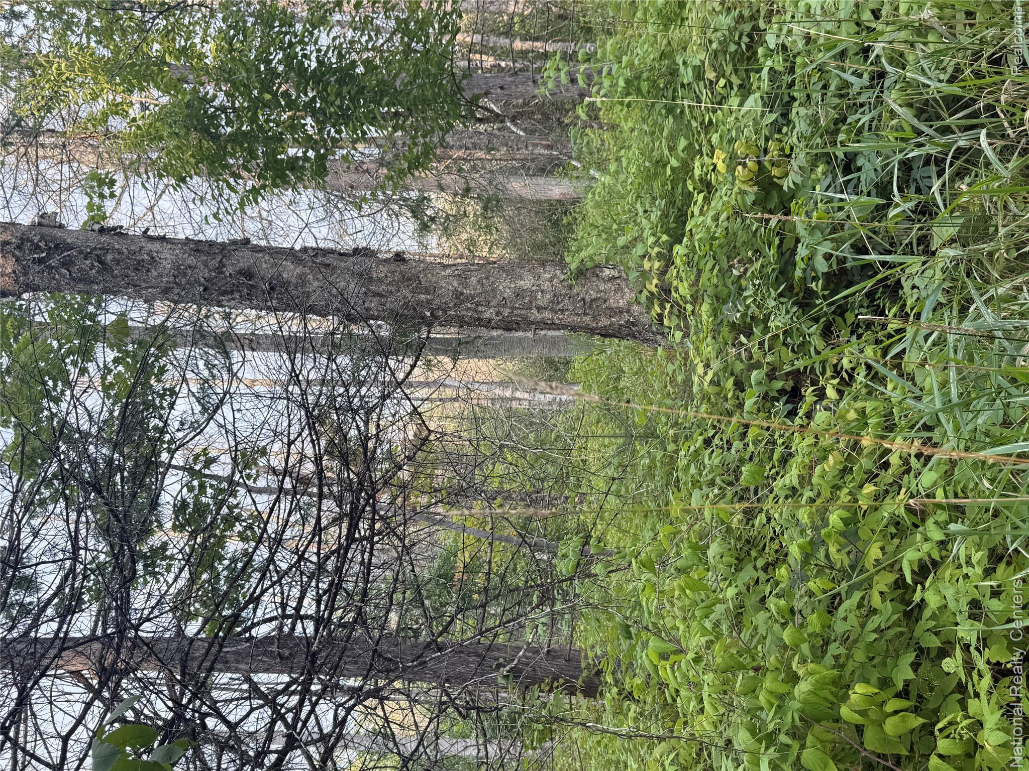 Mature trees and lush groundcover within a natural setting
