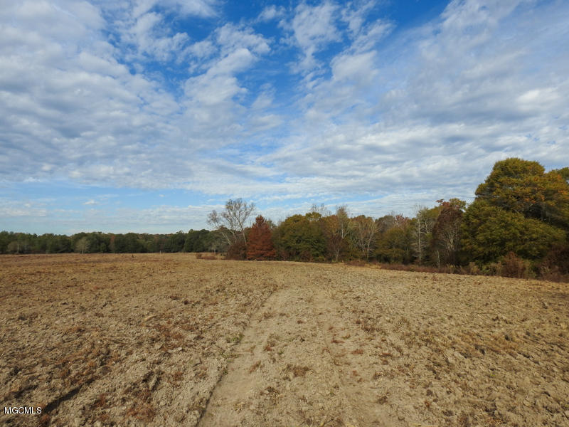 80-ac Merrill Road Lucedale, MS 39452 - Photo 13 of 40 DSCN9603