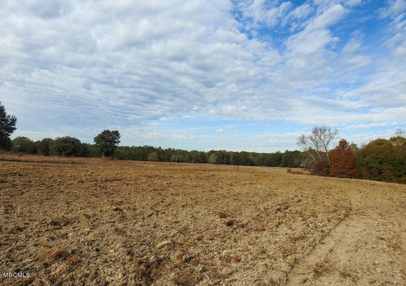 80-ac Merrill Road Lucedale, MS 39452 - Photo 14 of 40 DSCN9604