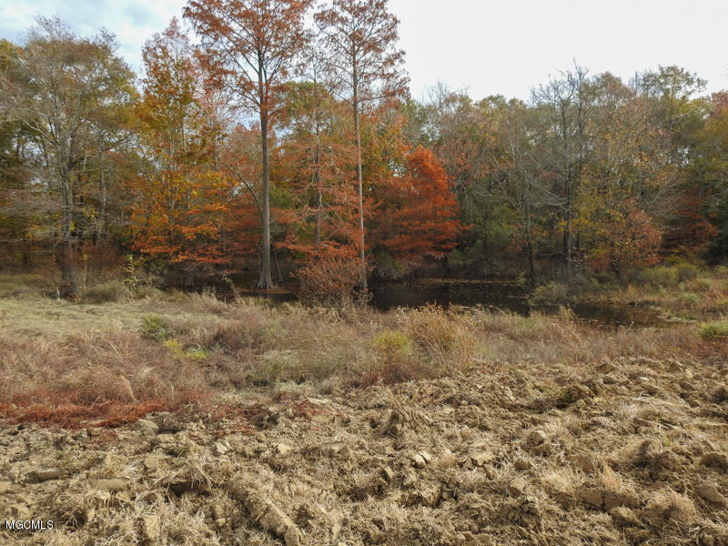 80-ac Merrill Road Lucedale, MS 39452 - Photo 16 of 40 DSCN9606
