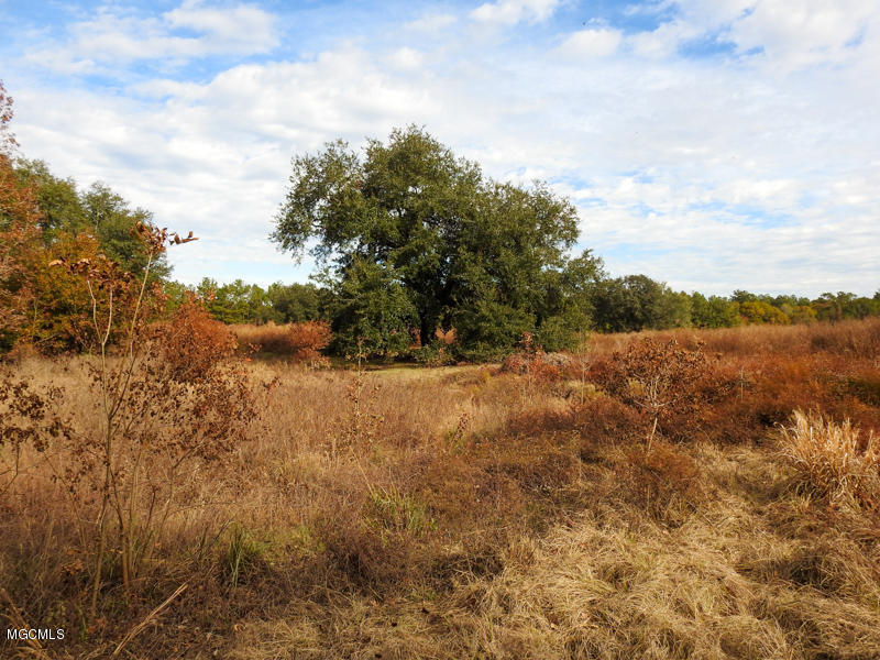 80-ac Merrill Road Lucedale, MS 39452 - Photo 20 of 40 DSCN9611