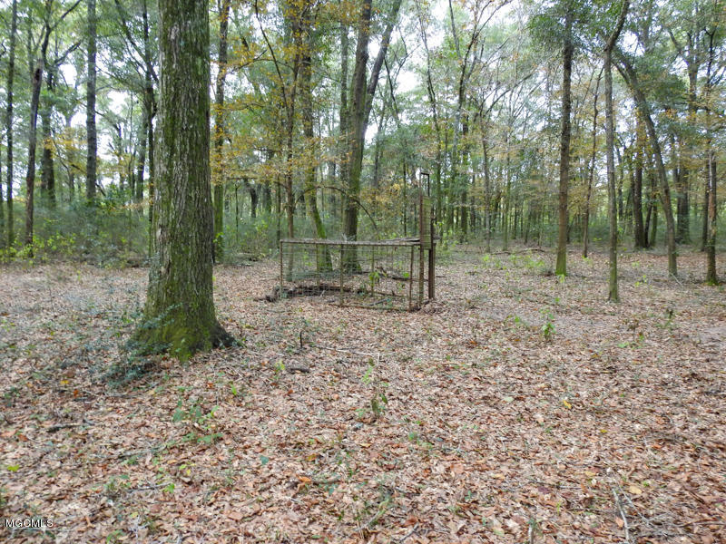80-ac Merrill Road Lucedale, MS 39452 - Photo 26 of 40 DSCN9621