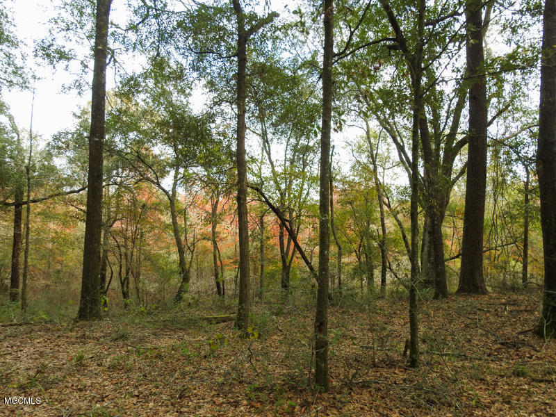 80-ac Merrill Road Lucedale, MS 39452 - Photo 28 of 40 DSCN9623