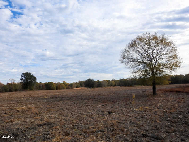 80-ac Merrill Road Lucedale, MS 39452 - Photo 36 of 40 DSCN9633