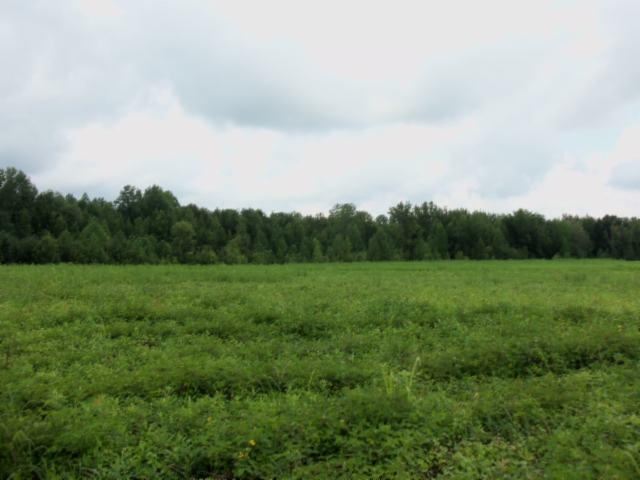 0 Baxter Road Baxter, TN 38544 - Photo 7 of 13