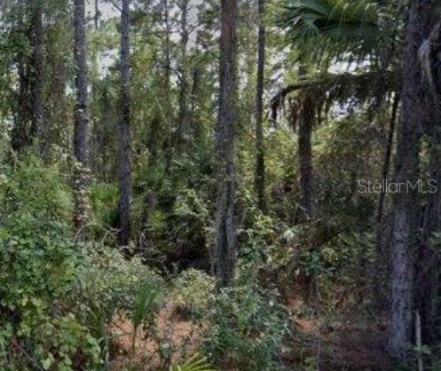 a view of a forest with a tree