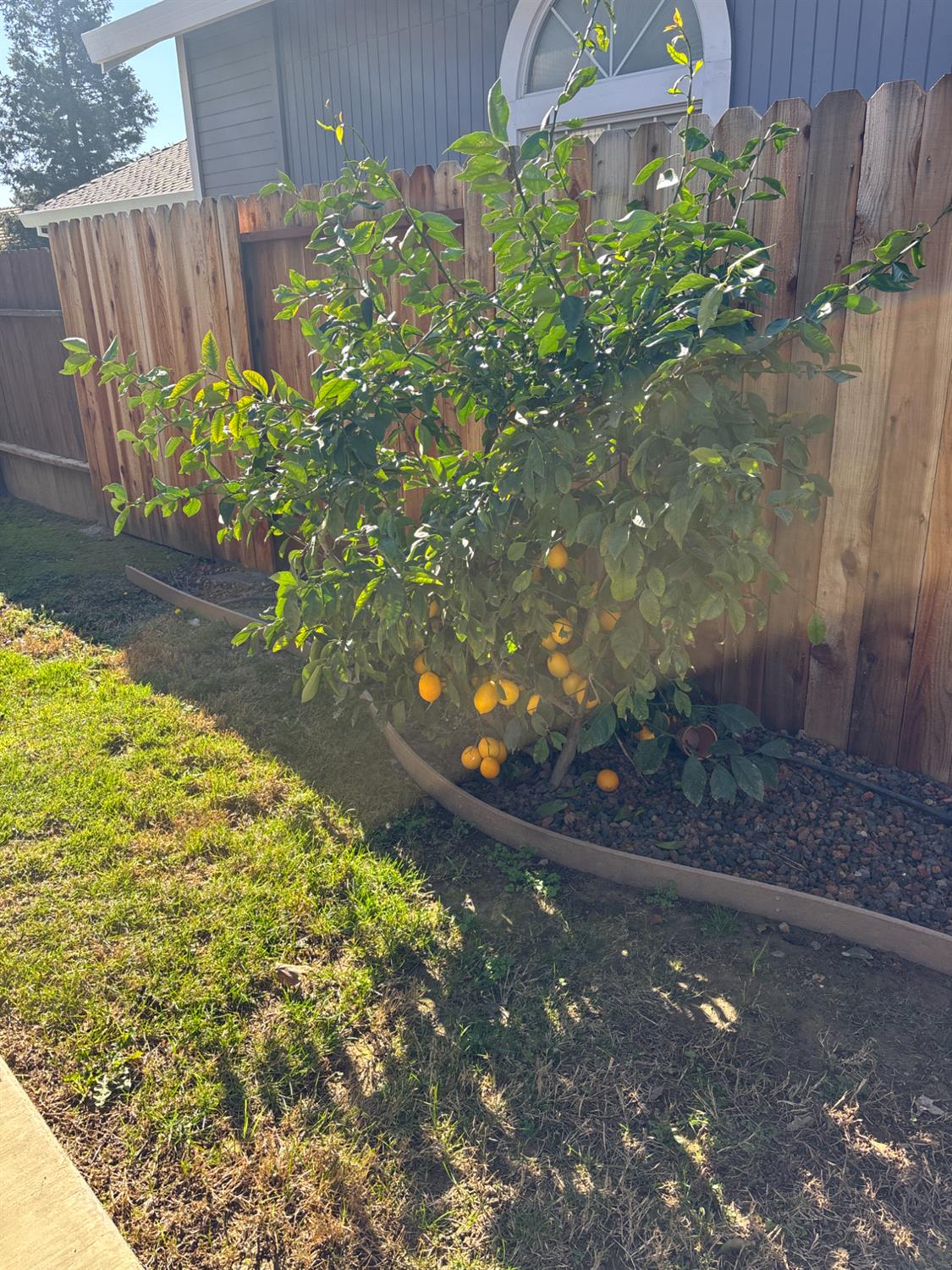 4909 Hidden Meadow Way Antelope, CA 95843 - Photo 31 of 35 a view of a yard with plants