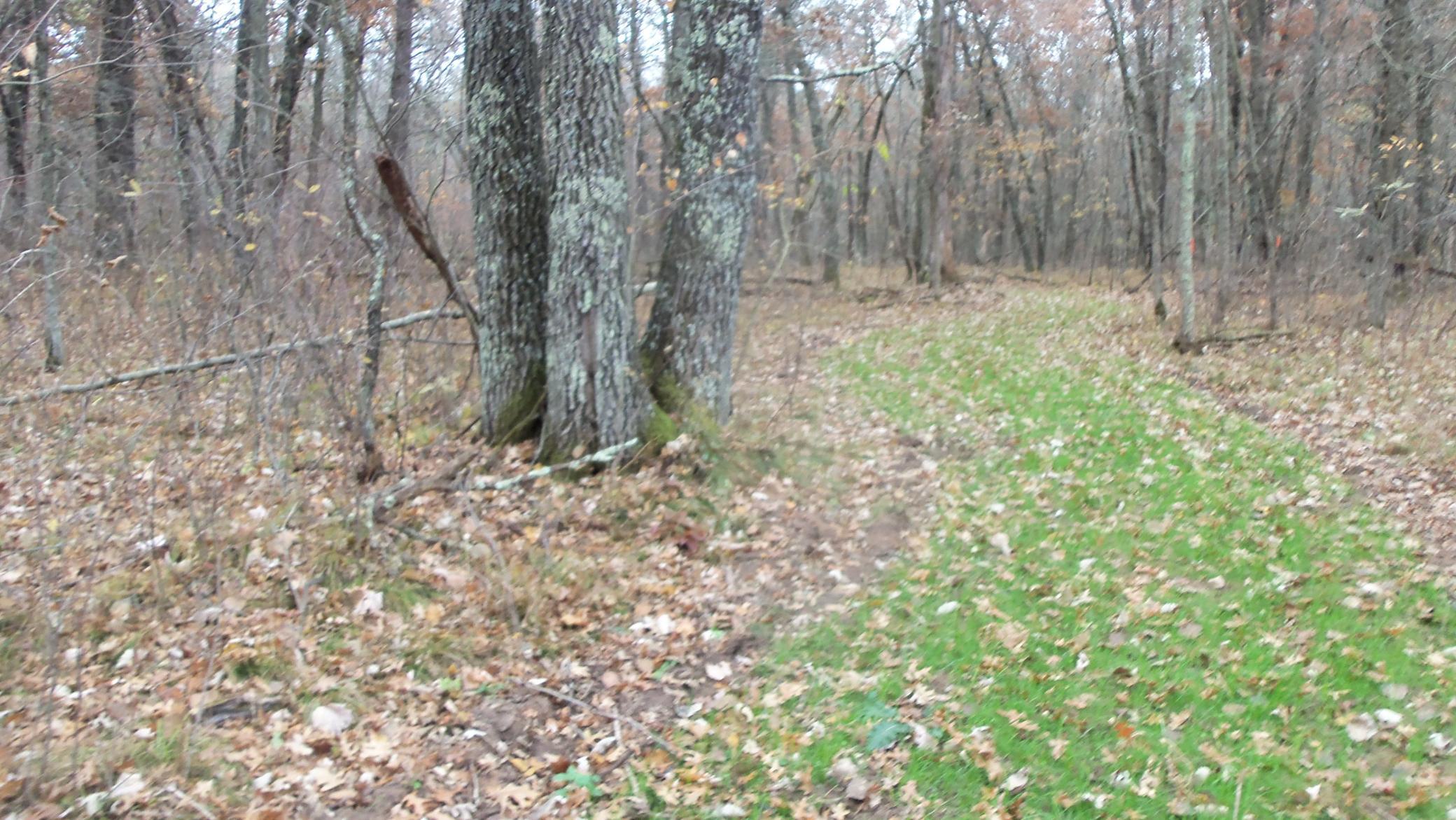 Lot 4 East River Road Grantsburg, WI 54840 - Photo 15 of 17