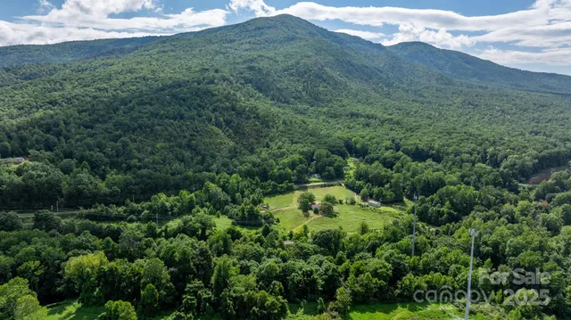 a view of a lush green forest with trees in the background