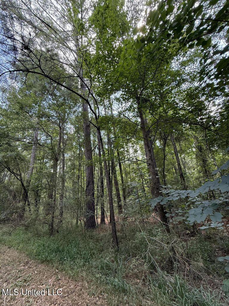 1.72-acres Crosby Road Seminary, MS 39479 - Photo 5 of 5 IMG_1513