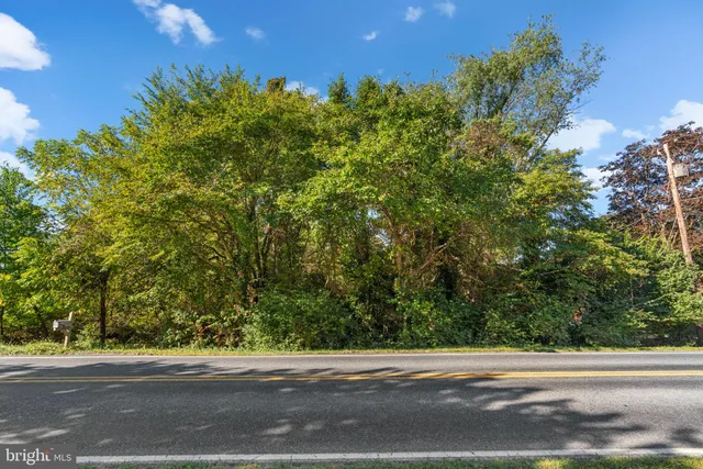 a view of a tall trees and a yard