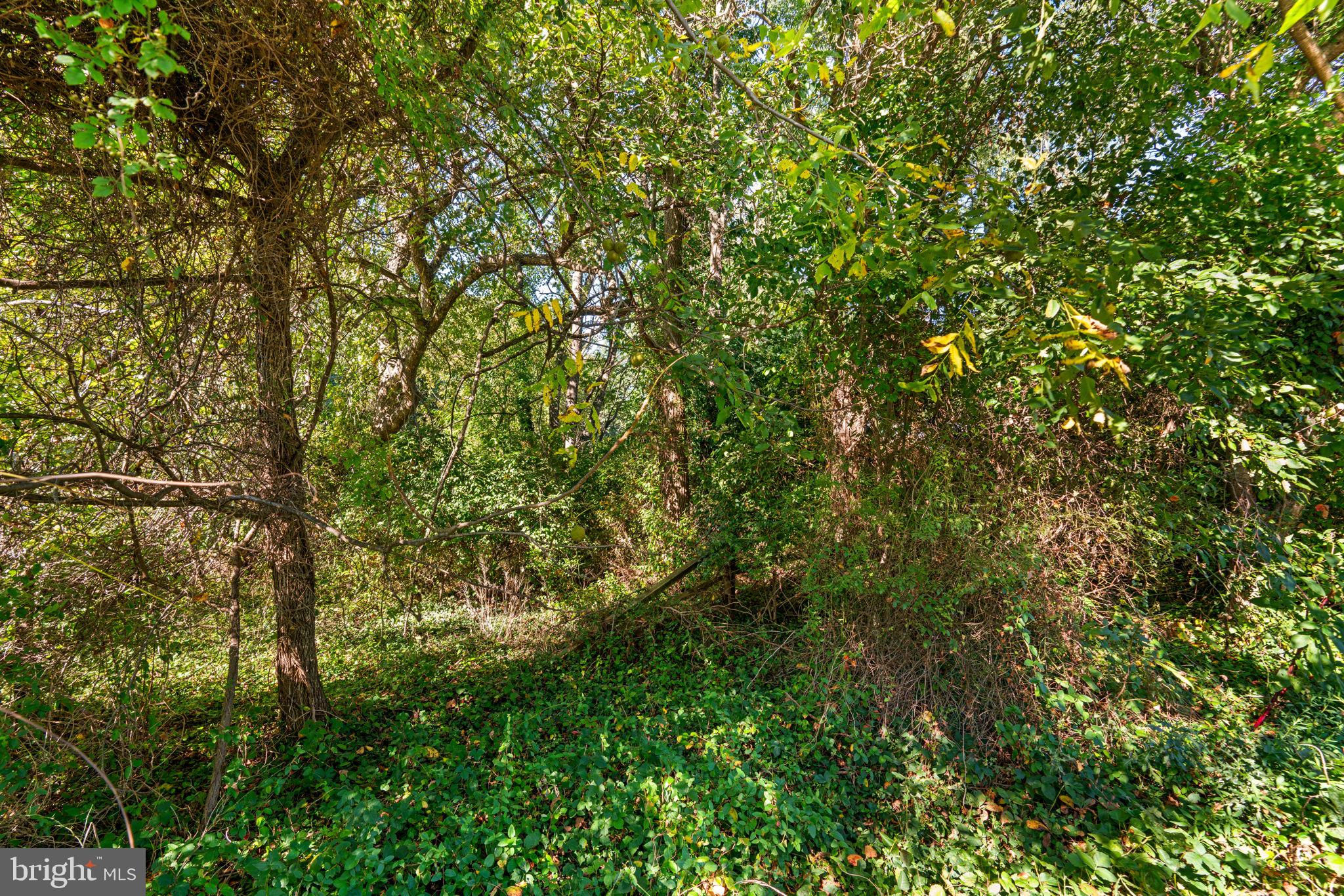 14208 Lewisdale Road Clarksburg, MD 20871 - Photo 5 of 15 a view of a lush green forest
