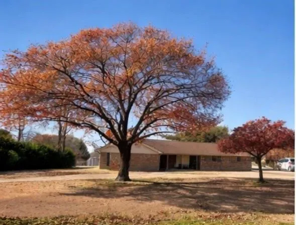 a view of road with trees