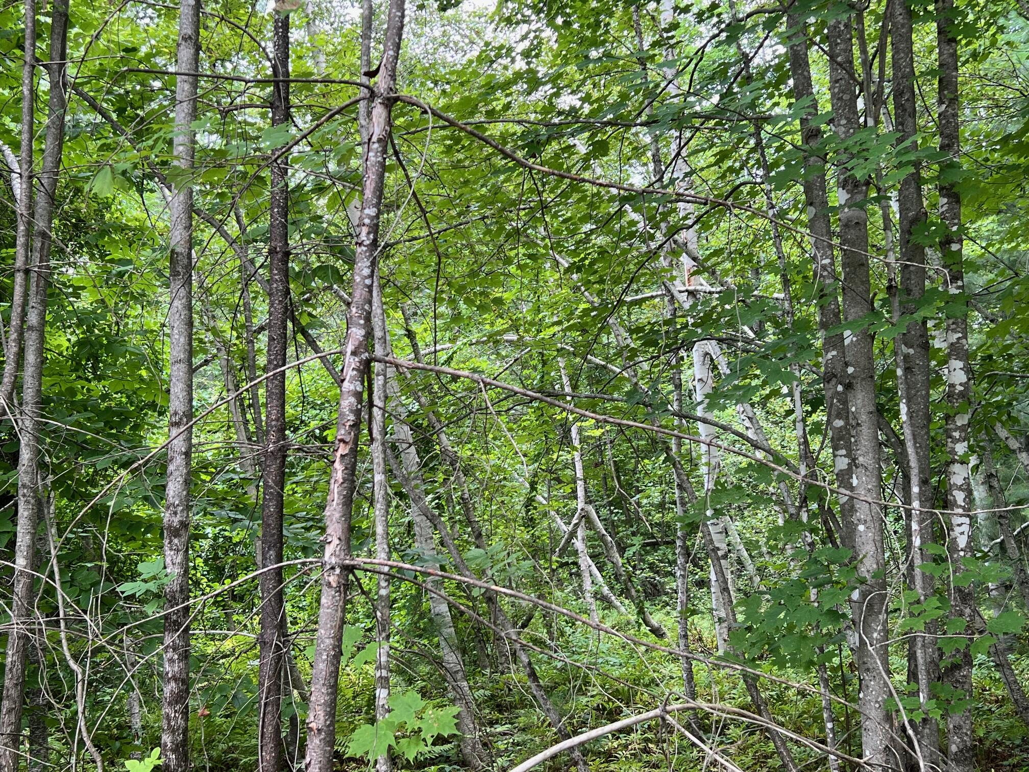 7 Map Road Cambridge, ME 04923 - Photo 3 of 5 3