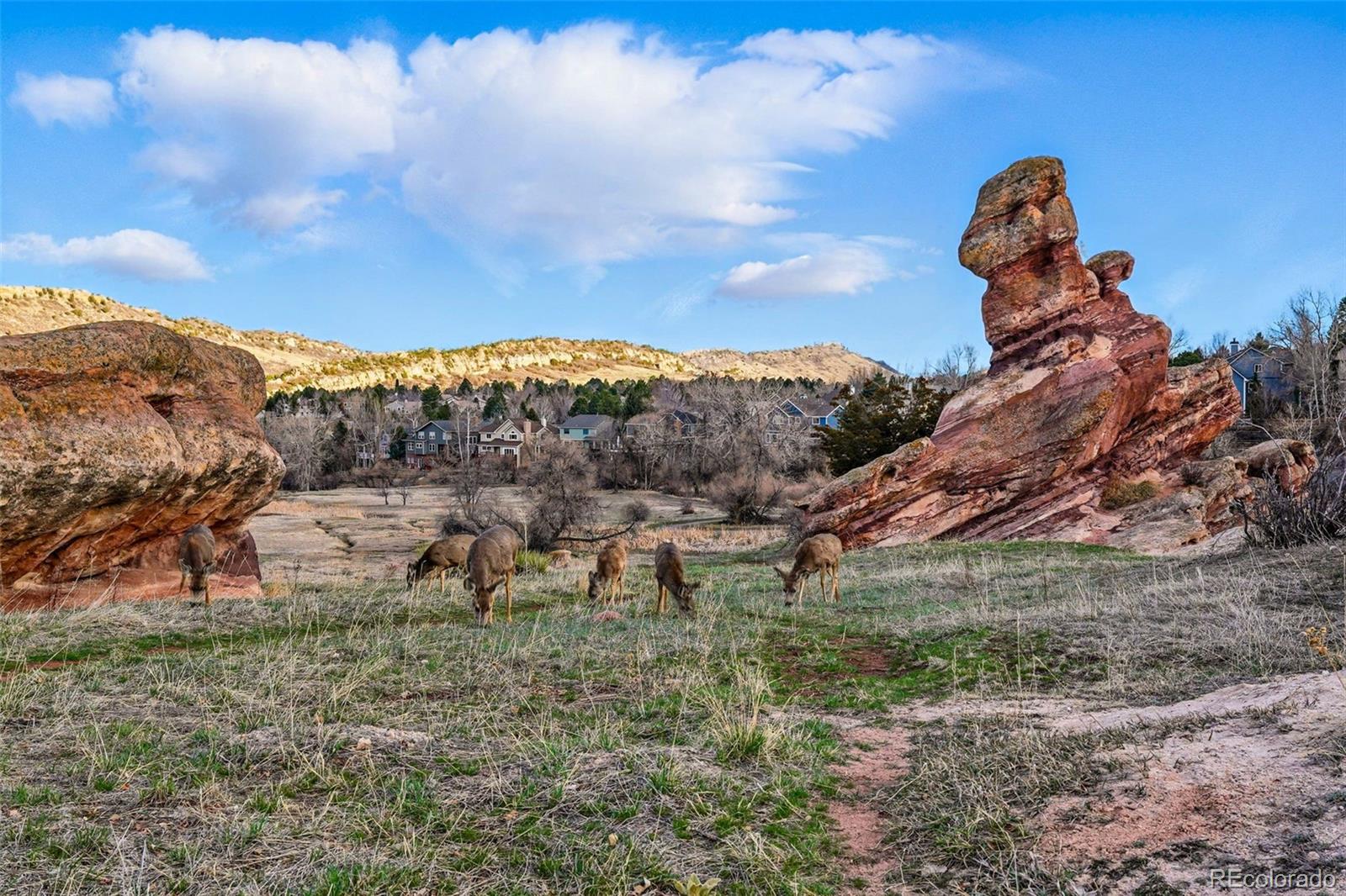 112 Willowleaf Drive Littleton, CO 80127 - Photo 43 of 50