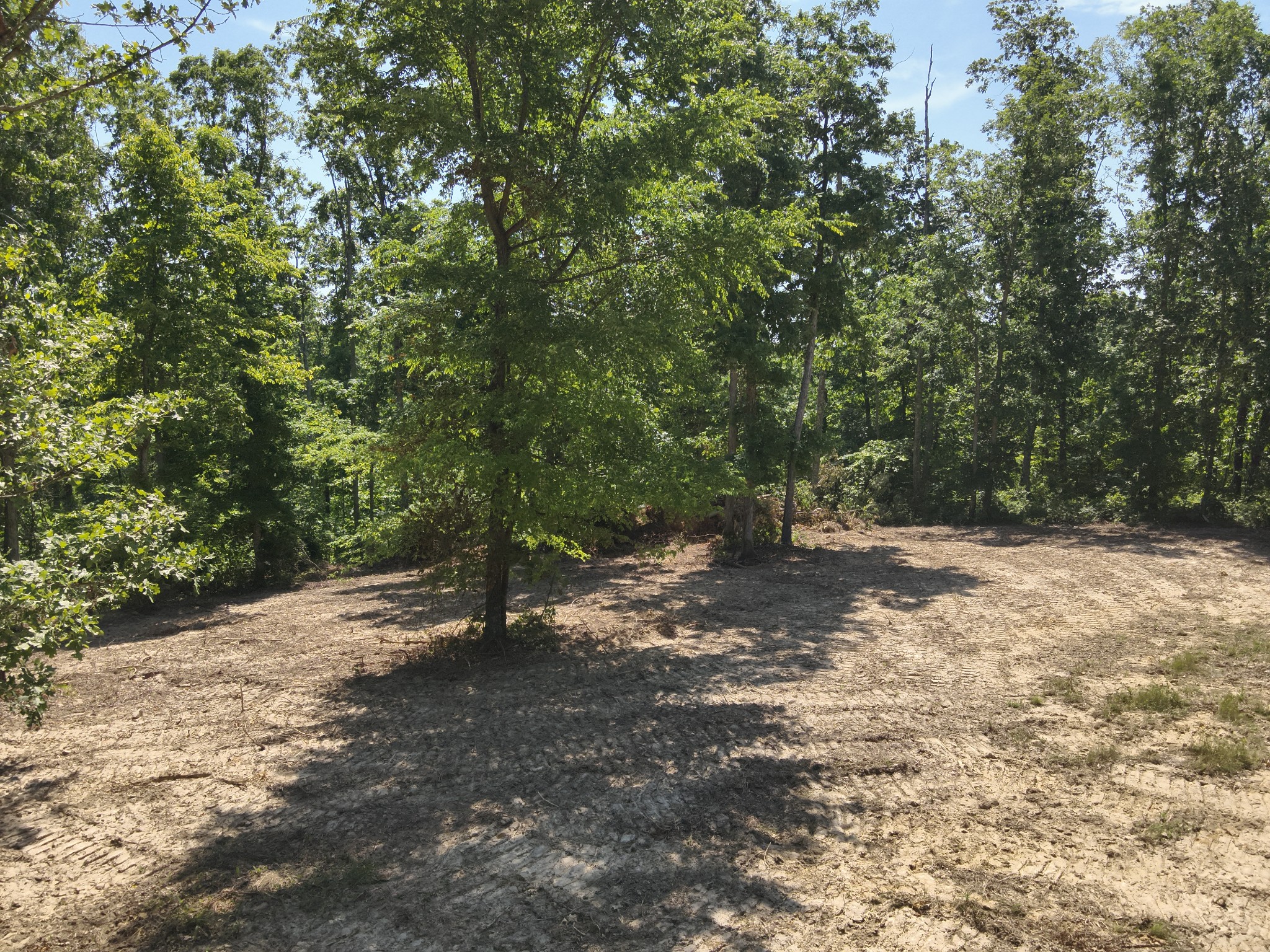 0 Bear Creek Road Waverly, TN 37185 - Photo 19 of 35 a view of a forest with trees