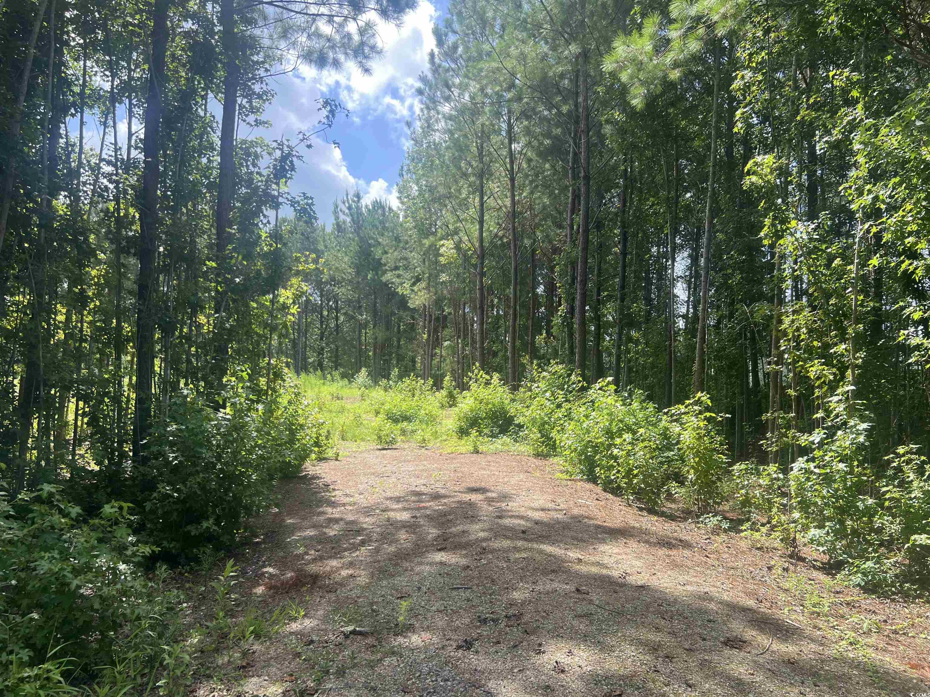 Tbd Lot 6 B Tbd Road Loris, SC 29569 - Photo 4 of 8 View of woods