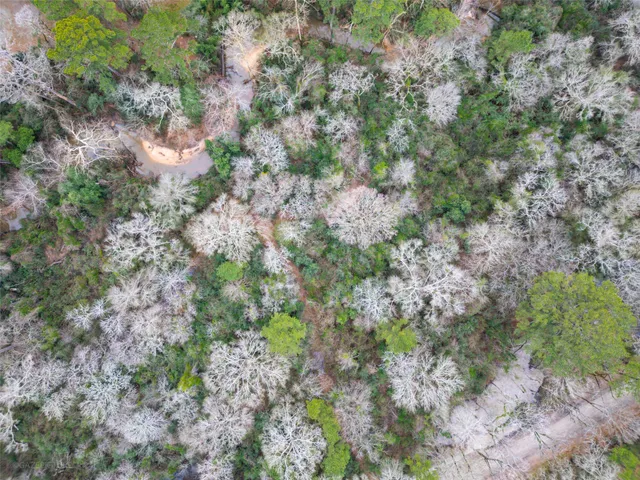 a view of a yard with plants and trees