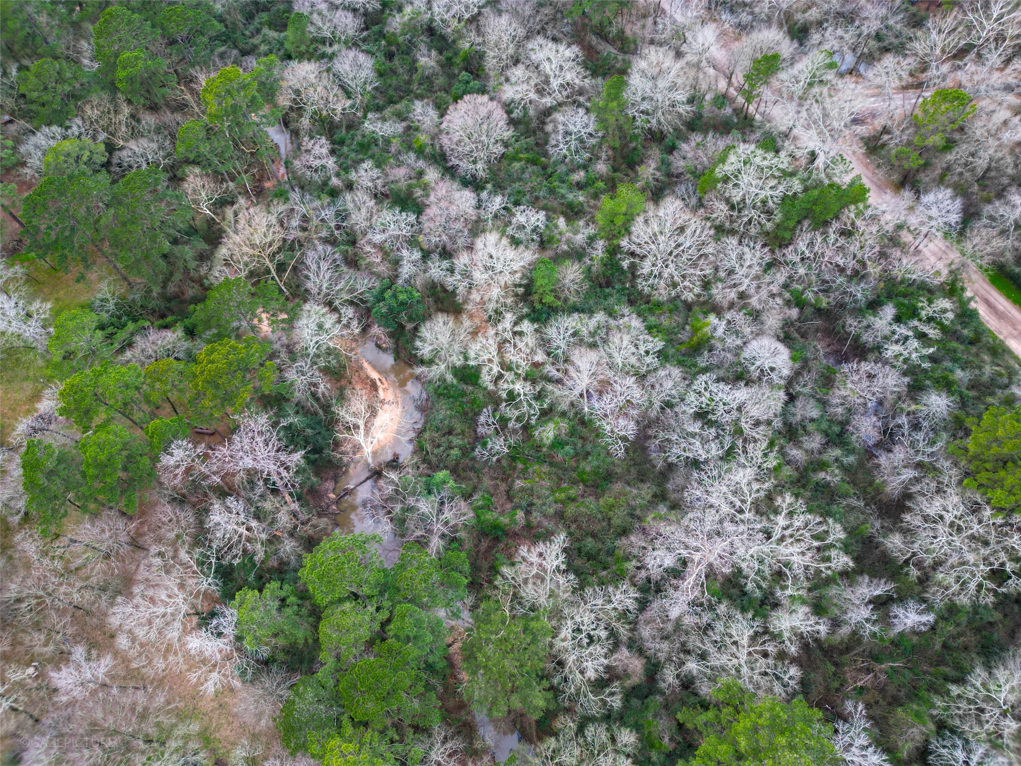 25415 North Clear Creek Road Hockley, TX 77447 - Photo 5 of 7 a view of a forest with a tree