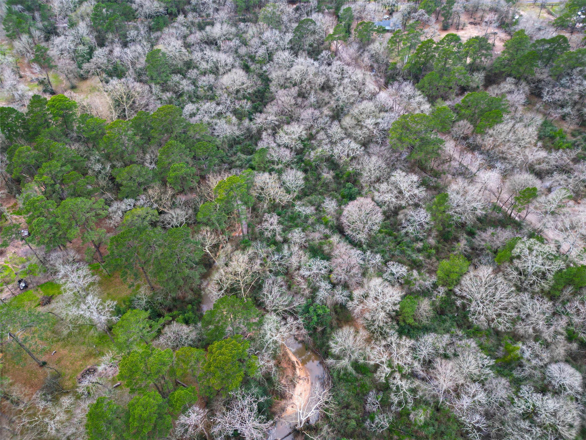 25415 North Clear Creek Road Hockley, TX 77447 - Photo 6 of 7 a view of a forest with a tree