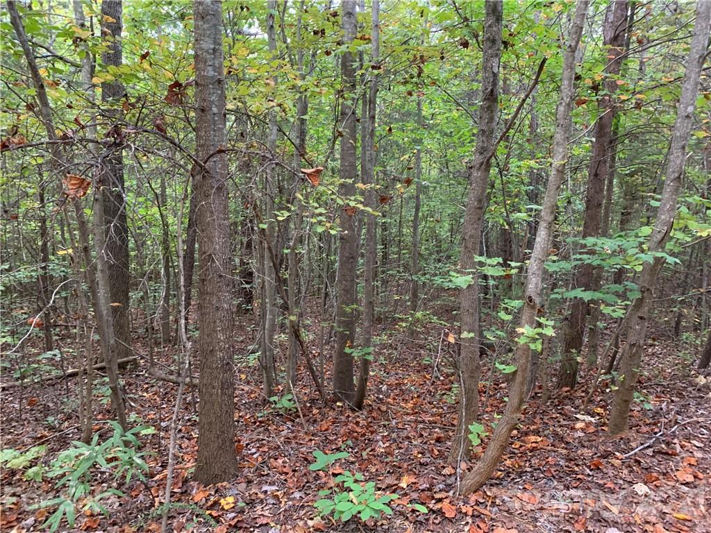 9340 Phelps Road Mount Pleasant, NC 28124 - Photo 3 of 6 a view of a forest with lots of trees