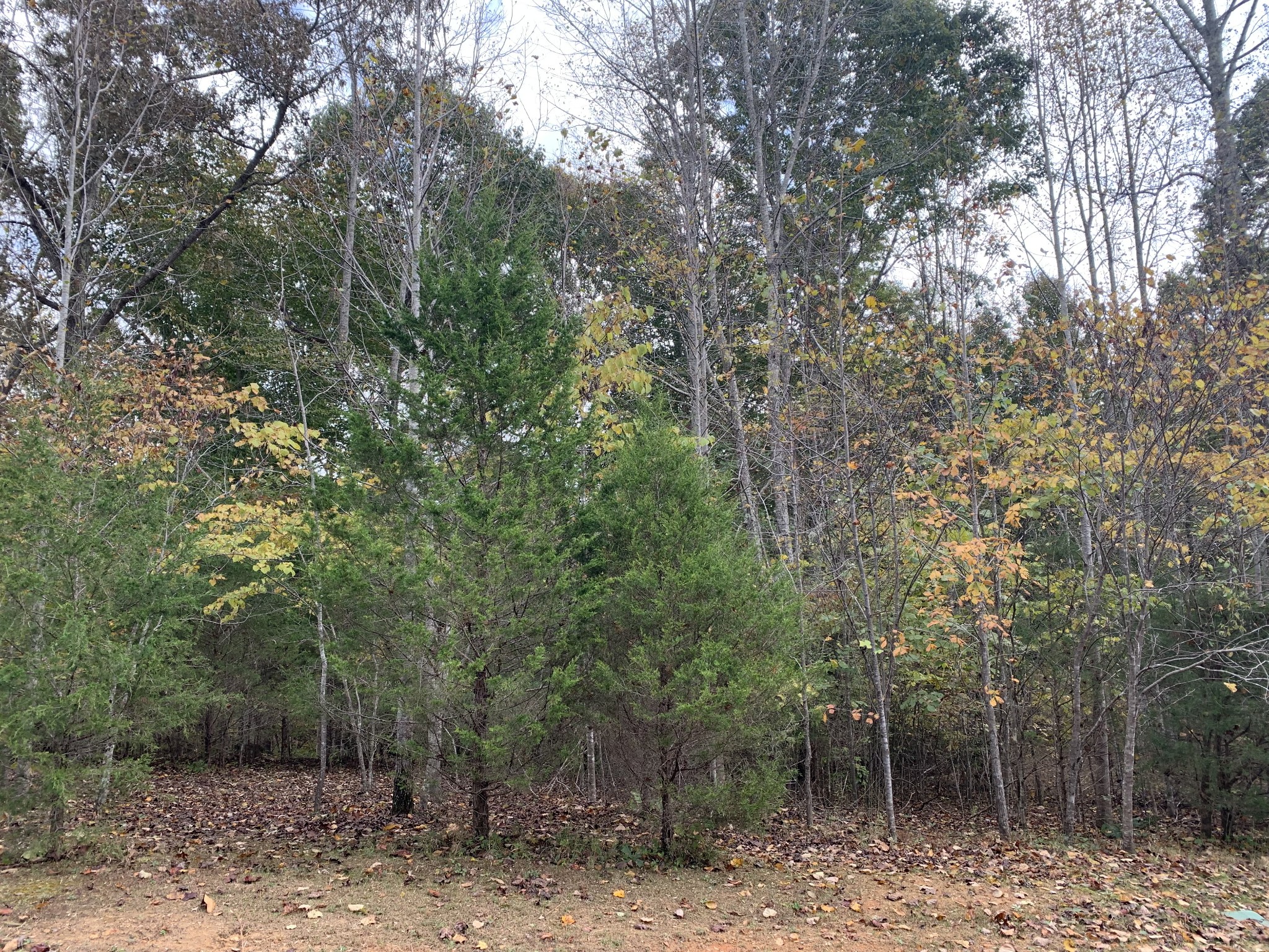 17 Lake Forrest Road Lynchburg, TN 37352 - Photo 1 of 3 a view of a forest with trees in the background