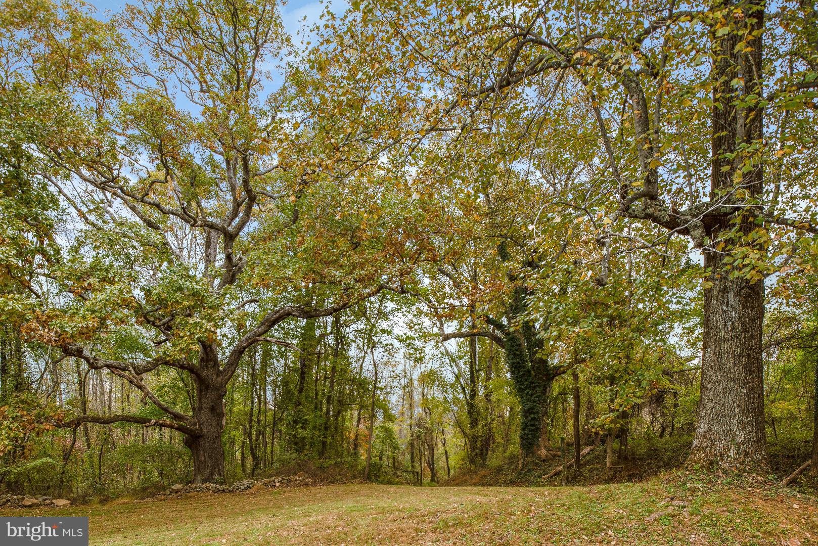 7466 Lower Waterloo Road Warrenton, VA 20186 - Photo 27 of 31 View across the street. No homes just trees
