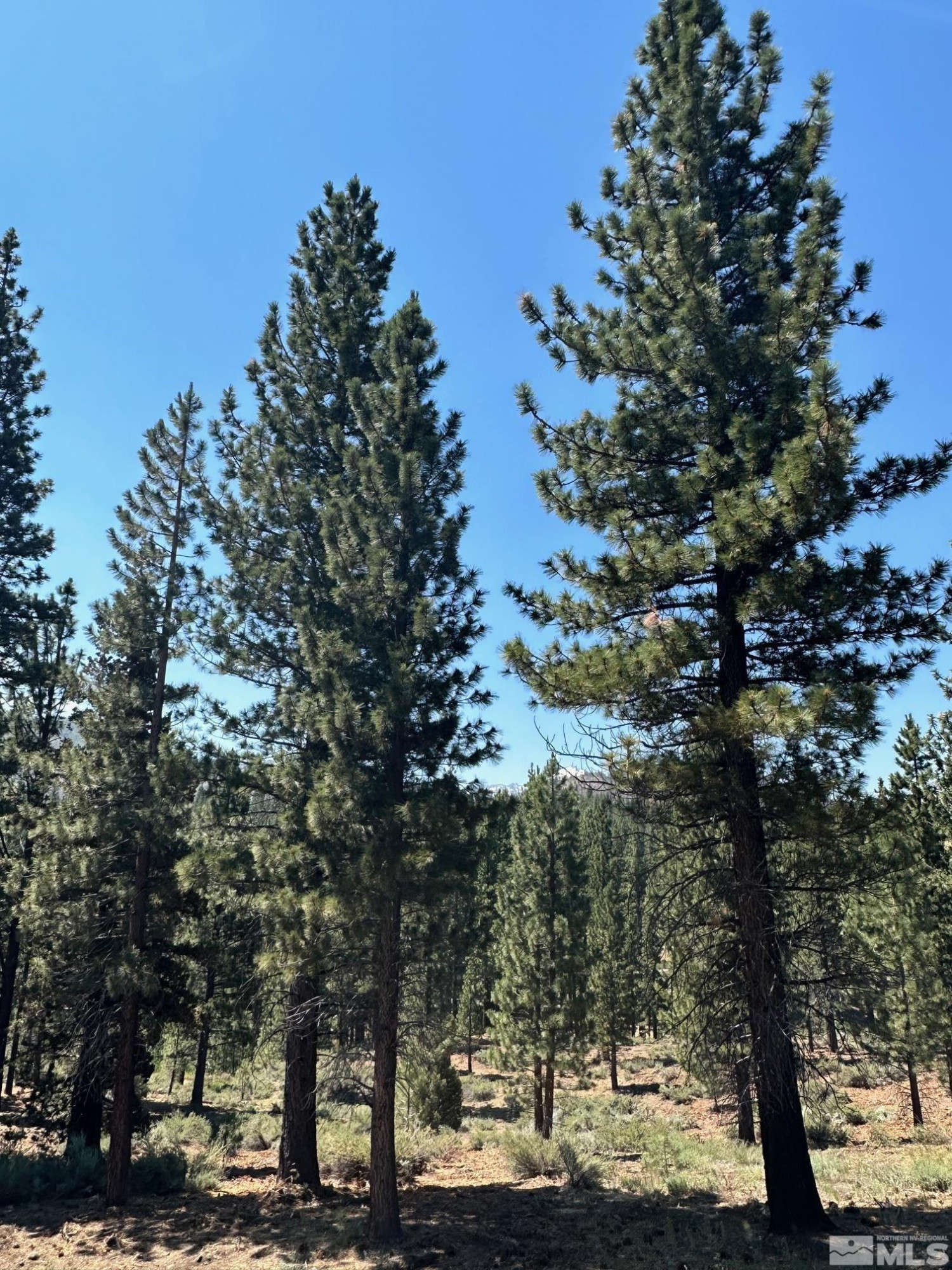 Lot 2 Raymond View, Unit 2 Markleeville, CA 96120 - Photo 3 of 12 a view of a yard with plants and trees