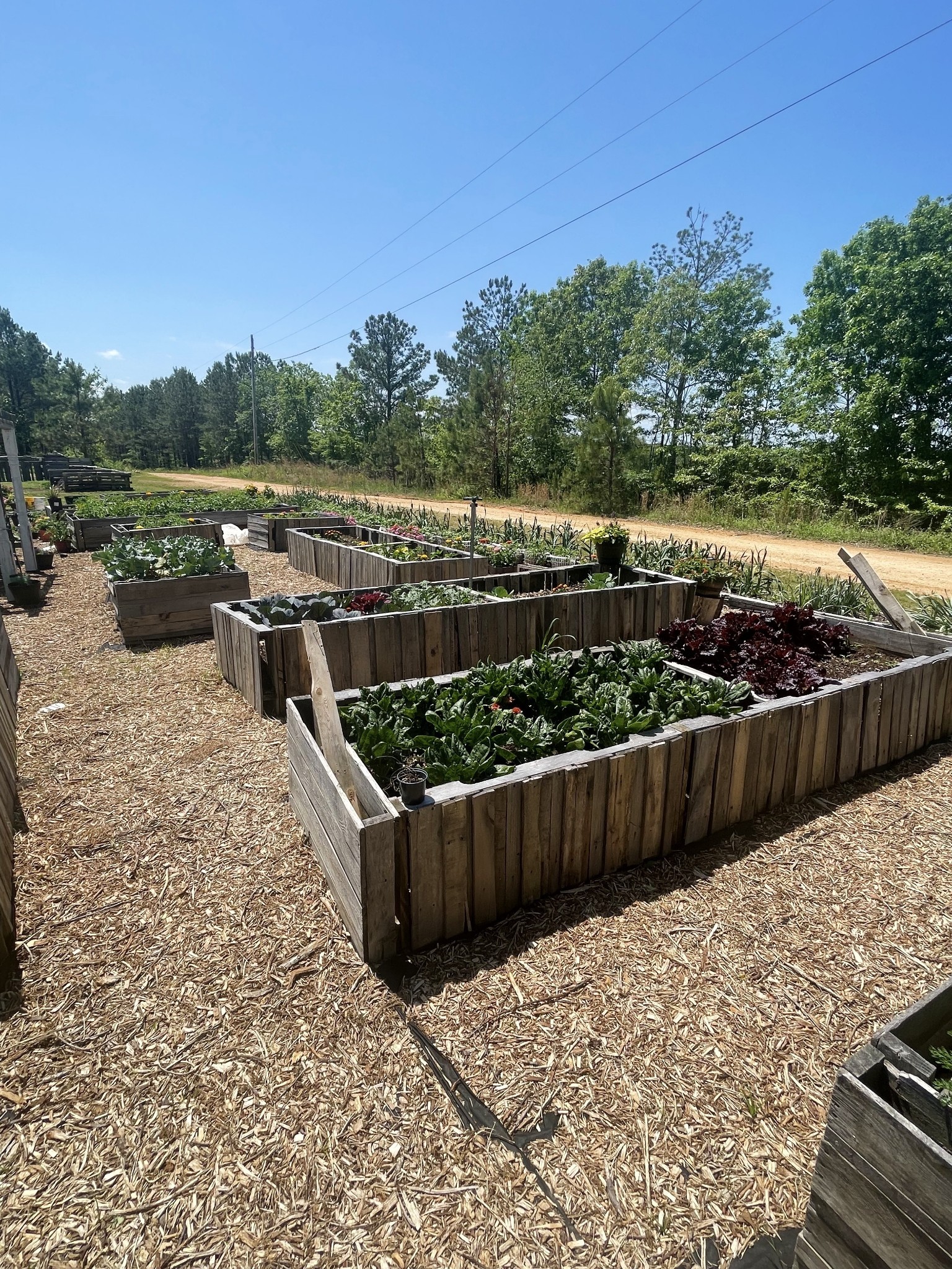 126 Yoder Lane Summertown, TN 38483 - Photo 41 of 69 a view of a garden with wooden floor