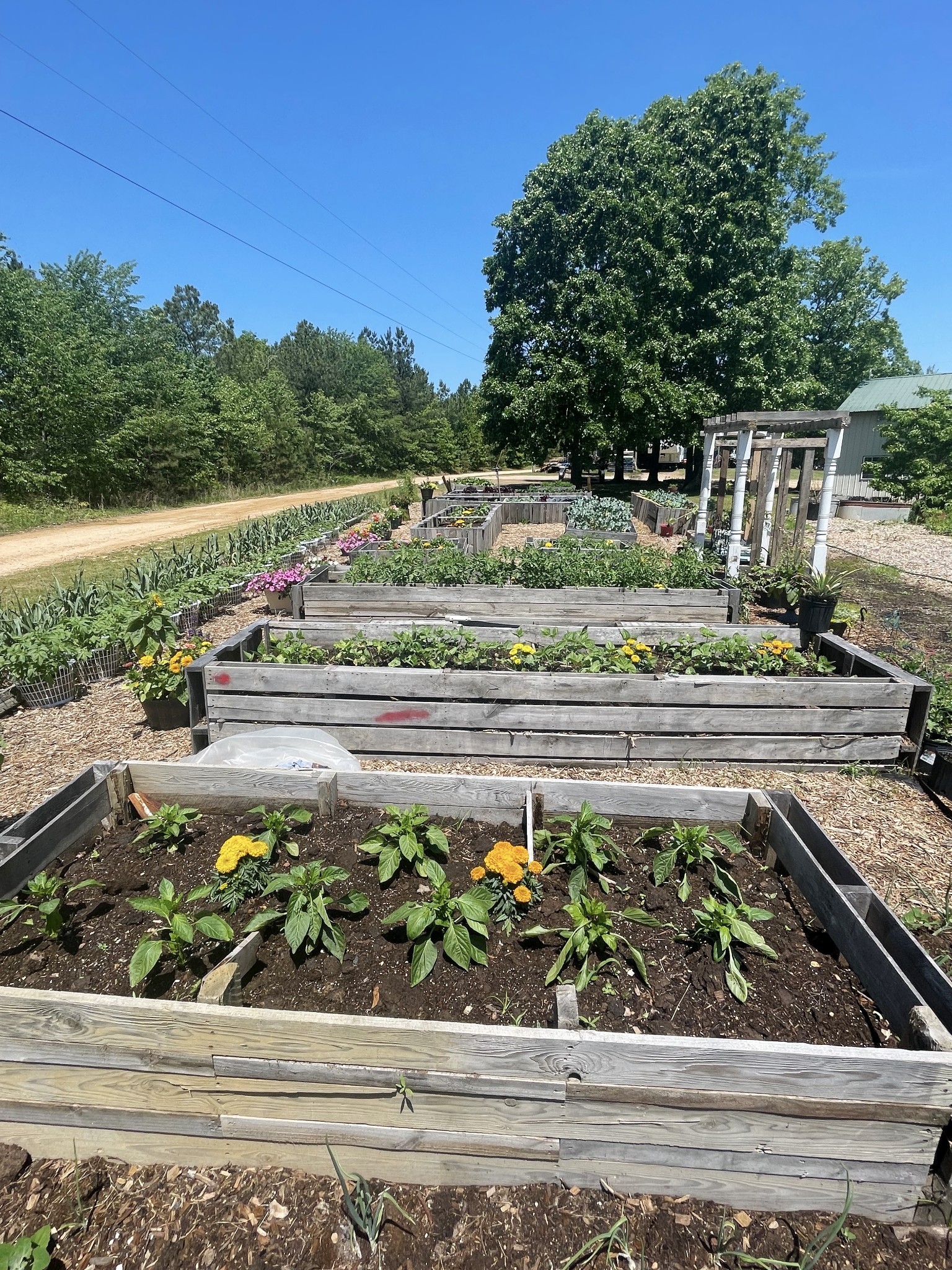 126 Yoder Lane Summertown, TN 38483 - Photo 6 of 69 a view of a garden with flowers and trees
