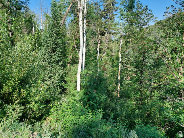 819 North Fork Road, Unit 819 Mount Pleasant, UT 84647 - Photo 6 of 13 Wooded landscape featuring a variety of mature trees and dense undergrowth