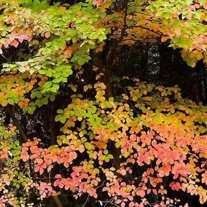 $279,000 | 11306 Winding Way, Clipper Mills, CA 95930