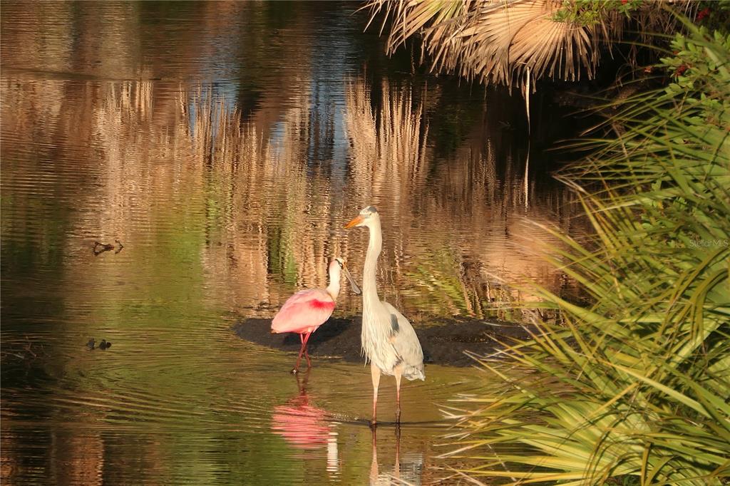 484 Marsh Creek Road Venice, FL 34292 - Photo 52 of 82