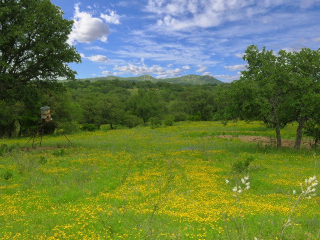 Main View