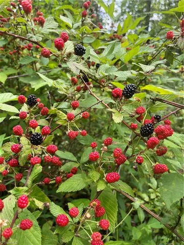 $45,000 | Tbd Boomer Road, Boomer, NC 28606