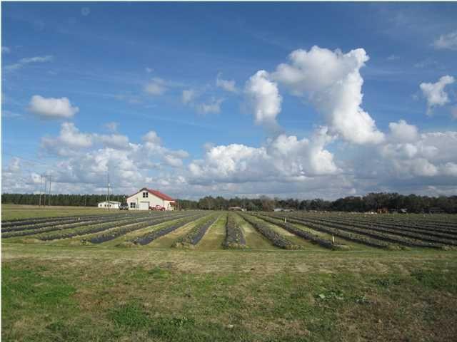 1054 Melton Road Baker, FL 32531 - Photo 2 of 34 a view of a golf course with a lake