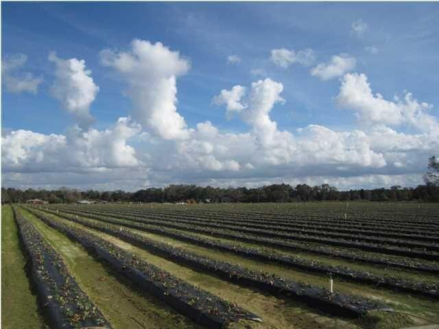 1054 Melton Road Baker, FL 32531 - Photo 4 of 34 a view of a yard