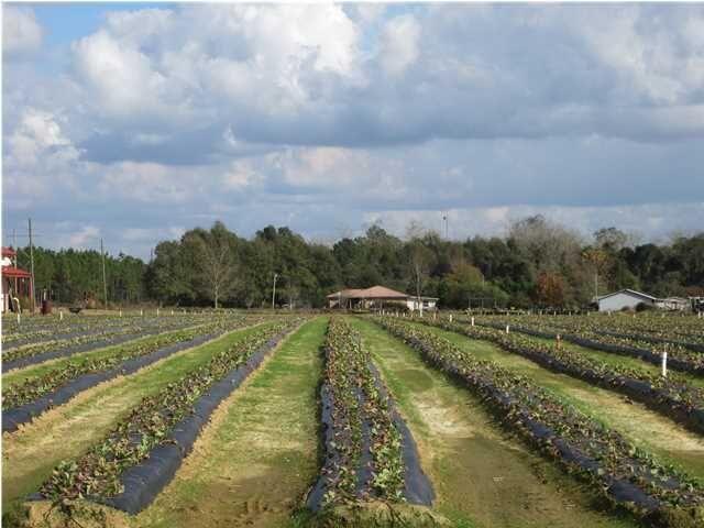 1054 Melton Road Baker, FL 32531 - Photo 5 of 34 a view of a city street with a building in the background