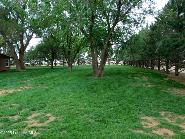 a view of a trees in a yard